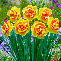 Kiwi Sunset Daffodil Mixture Narcissus Bulbs Blooms Species Growing Bonsai Roots Rhizomes Corms Tubers Potted Planting Reblooming Fragrant Garden Flower Seeds Plant