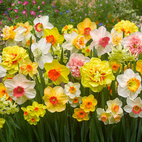 Technicolour Daffodil Mixture Narcissus Bulbs Blooms Species Growing Bonsai Roots Rhizomes Corms Tubers Potted Planting Reblooming Fragrant Garden Flower Seeds Plant