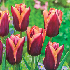 Slawa Tulip Bulbs Blooms Species Growing Bonsai Roots Rhizomes Corms Tubers Potted Planting Reblooming Fragrant Garden Flower Seeds Plant - Seedsplant