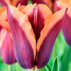 Slawa Tulip Bulbs Blooms Species Growing Bonsai Roots Rhizomes Corms Tubers Potted Planting Reblooming Fragrant Garden Flower Seeds Plant - Seedsplant