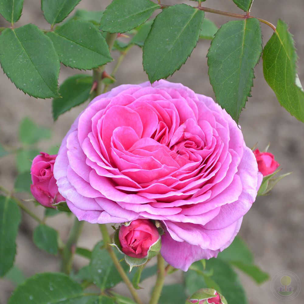 Pink flamingo freila Rose Seedlings Flower Seeds Perennial Growing Bonsai Corms Tubers Potted Planting Reblooming Fragrant Garden Roots Rhizomes Species Blooms Plant Bulbs Gardening Tree