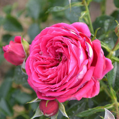 Vibrato Rose Seedlings Flower Seeds Perennial Growing Bonsai Corms Tubers Potted Planting Reblooming Fragrant Garden Roots Rhizomes Species Blooms Plant Bulbs Gardening Tree