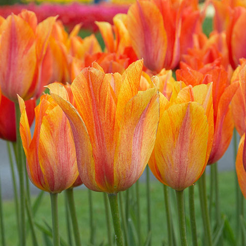 El Niño Tulip Bulbs Blooms Species Growing Bonsai Roots Rhizomes Corms Tubers Potted Planting Reblooming Fragrant Garden Flower Seeds Plant