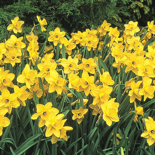 Carlton Daffodil Narcissus Bulbs Blooms Species Growing Bonsai Roots Rhizomes Corms Tubers Potted Planting Reblooming Fragrant Garden Flower Seeds Plant