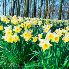 Narcissus Ice Follies Daffodil Bulbs Blooms Species Growing Bonsai Roots Rhizomes Corms Tubers Potted Planting Reblooming Fragrant Garden Flower Seeds Plant