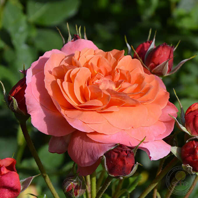 Jardin du Brule Rose Seedlings Flower Seeds Perennial Growing Bonsai Corms Tubers Potted Planting Reblooming Fragrant Garden Roots Rhizomes Species Blooms Plant Bulbs Gardening Tree