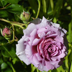 Mamiethalene Rose Seedlings Flower Seeds Perennial Growing Bonsai Corms Tubers Potted Planting Reblooming Fragrant Garden Roots Rhizomes Species Blooms Plant Bulbs Gardening Tree - Seedsplant