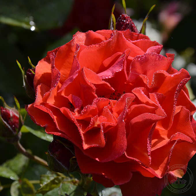 Rose de Montmerac Rose Seedlings Flower Seeds Perennial Growing Bonsai Corms Tubers Potted Planting Reblooming Fragrant Garden Roots Rhizomes Species Blooms Plant Bulbs Gardening Tree