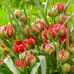 Samantha Tulip Bulbs Blooms Species Growing Bonsai Roots Rhizomes Corms Tubers Potted Planting Reblooming Fragrant Garden Flower Seeds Plant