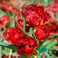 Samantha Tulip Bulbs Blooms Species Growing Bonsai Roots Rhizomes Corms Tubers Potted Planting Reblooming Fragrant Garden Flower Seeds Plant