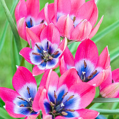Little Beauty Tulip Bulbs Blooms Species Growing Bonsai Roots Rhizomes Corms Tubers Potted Planting Reblooming Fragrant Garden Flower Seeds Plant