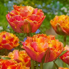 Centennial Tulip Bulbs Blooms Species Growing Bonsai Roots Rhizomes Corms Tubers Potted Planting Reblooming Fragrant Garden Flower Seeds Plant
