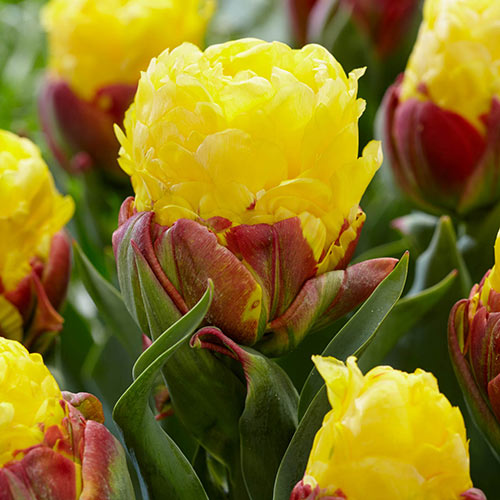 Ice Cream Banana Tulip Bulbs Blooms Species Growing Bonsai Roots Rhizomes Corms Tubers Potted Planting Reblooming Fragrant Garden Flower Seeds Plant