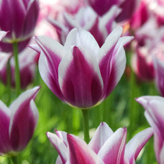 Ballade Tulip Bulbs Blooms Species Growing Bonsai Roots Rhizomes Corms Tubers Potted Planting Reblooming Fragrant Garden Flower Seeds Plant - Seedsplant