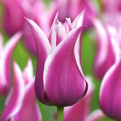 Ballade Tulip Bulbs Blooms Species Growing Bonsai Roots Rhizomes Corms Tubers Potted Planting Reblooming Fragrant Garden Flower Seeds Plant - Seedsplant
