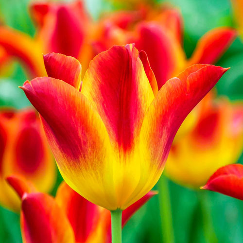 Striking Match Tulip Bulbs Blooms Species Growing Bonsai Roots Rhizomes Corms Tubers Potted Planting Reblooming Fragrant Garden Flower Seeds Plant