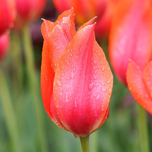 Temple of Beauty Tulip Bulbs Blooms Species Growing Bonsai Roots Rhizomes Corms Tubers Potted Planting Reblooming Fragrant Garden Flower Seeds Plant
