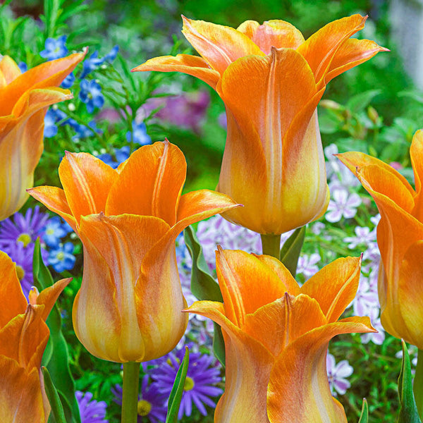 Je t'Aime Tulip Bulbs Blooms Species Growing Bonsai Roots Rhizomes Corms Tubers Potted Planting Reblooming Fragrant Garden Flower Seeds Plant