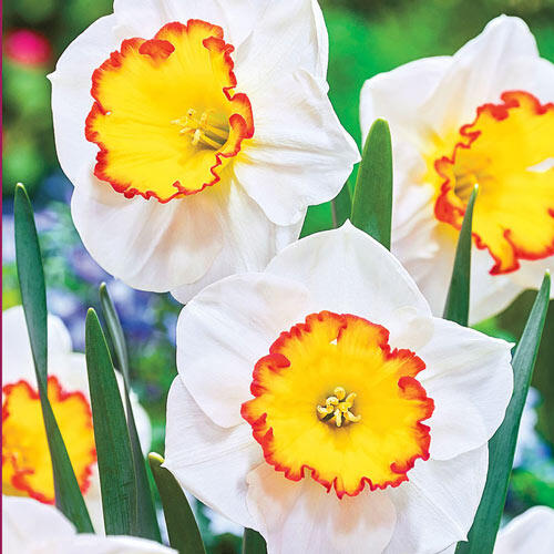 Hawaiian Skies Narcissus Daffodil Bulbs Blooms Species Growing Bonsai Roots Rhizomes Corms Tubers Potted Planting Reblooming Fragrant Garden Flower Seeds Plant