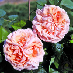 Style 800 Rose Seedlings Flower Seeds Perennial Growing Bonsai Corms Tubers Potted Planting Reblooming Fragrant Garden Roots Rhizomes Species Blooms Plant Bulbs Gardening Tree