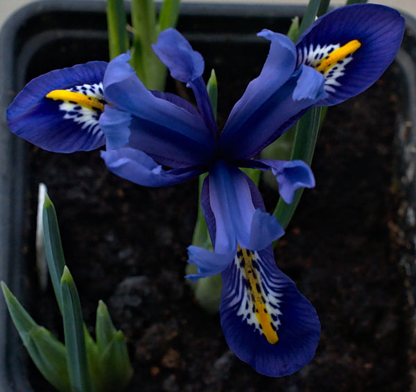 Iris Harmony Contrast Blue and Yellow Bearded Iris Species Growing Bonsai Bulbs Roots Rhizomes Corms Tubers Potted Planting Reblooming Fragrant Garden Flower Seeds Plant