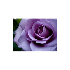 Purple Rose Seedlings Flower Seeds Perennial Growing Bonsai Corms Tubers Potted Planting Reblooming Fragrant Garden Roots Rhizomes Species Blooms Plant Bulbs Gardening Tree