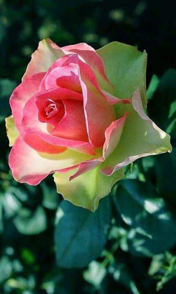 Green Pink Rose Seedlings Flower Seeds Perennial Growing Bonsai Corms Tubers Potted Planting Reblooming Fragrant Garden Roots Rhizomes Species Blooms Plant Bulbs Gardening Tree