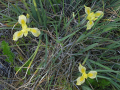 Iris Chrysophylla Howell Bearded Iris Species Growing Bonsai Bulbs Roots Rhizomes Corms Tubers Potted Planting Reblooming Fragrant Garden Flower Seeds Plant