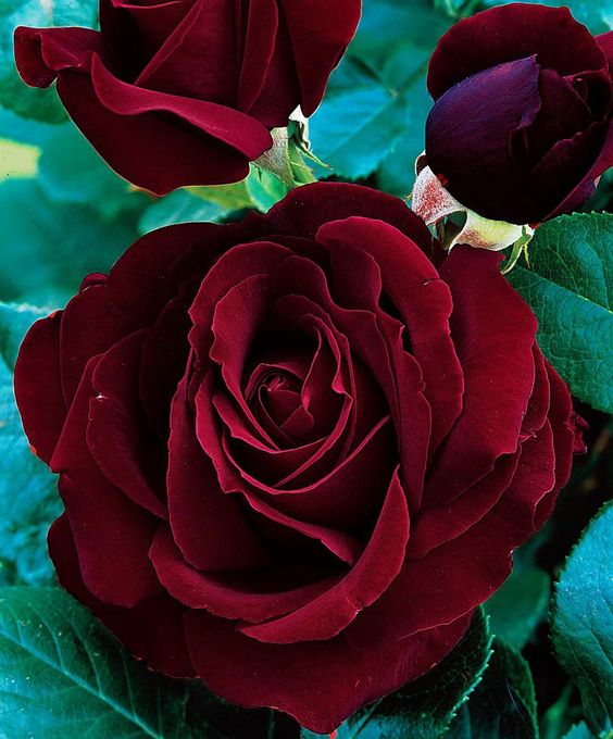 Dark Red Rose Seedlings Flower Seeds Perennial Growing Bonsai Corms Tubers Potted Planting Reblooming Fragrant Garden Roots Rhizomes Species Blooms Plant Bulbs Gardening Tree