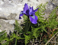 Iris Douglasiana Herbert Bearded Iris Species Growing Bonsai Bulbs Roots Rhizomes Corms Tubers Potted Planting Reblooming Fragrant Garden Flower Seeds Plant