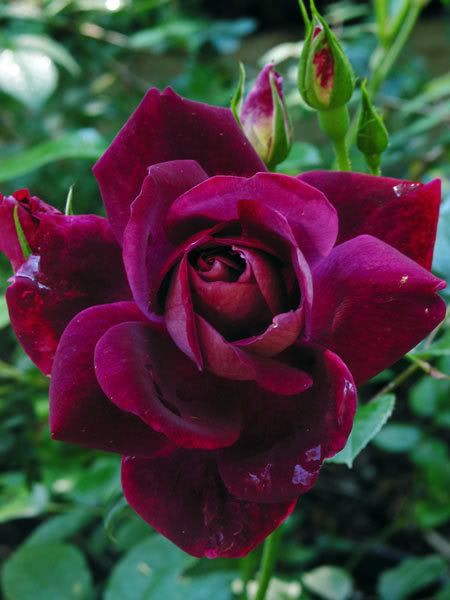 Maroon Rose Seedlings Flower Seeds Perennial Growing Bonsai Corms Tubers Potted Planting Reblooming Fragrant Garden Roots Rhizomes Species Blooms Plant Bulbs Gardening Tree