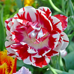 Finola Double Tulip 2 Bulbs Flower Bulbs Peony Tulips Fragrant Spring May Flowers