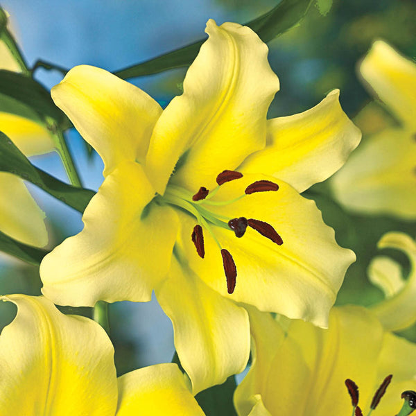 Pieton Asiatic Lily Blooms Species Growing Bonsai Bulbs Roots Rhizomes Corms Tubers Potted Planting Reblooming Fragrant Garden Flower Seeds Plant