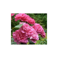 Pink Climbing Rose Seedlings Flower Seeds Perennial Growing Bonsai Corms Tubers Potted Planting Reblooming Fragrant Garden Roots Rhizomes Species Blooms Plant Bulbs Gardening Tree