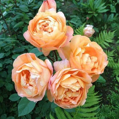 Lady Shalt Rose Seedlings Flower Seeds Perennial Growing Bonsai Corms Tubers Potted Planting Reblooming Fragrant Garden Roots Rhizomes Species Blooms Plant Bulbs Gardening Tree