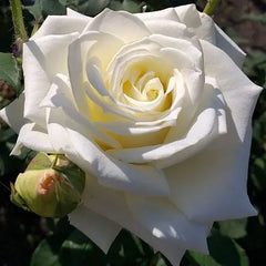 Bong Rose Seedlings Flower Seeds Perennial Growing Bonsai Corms Tubers Potted Planting Reblooming Fragrant Garden Roots Rhizomes Species Blooms Plant Bulbs Gardening Tree