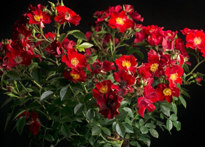 Paradise Rose Seedlings Flower Seeds Perennial Growing Bonsai Corms Tubers Potted Planting Reblooming Fragrant Garden Roots Rhizomes Species Blooms Plant Bulbs Gardening Tree - Seedsplant
