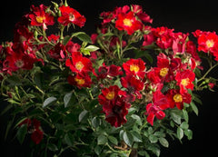 Paradise Rose Seedlings Flower Seeds Perennial Growing Bonsai Corms Tubers Potted Planting Reblooming Fragrant Garden Roots Rhizomes Species Blooms Plant Bulbs Gardening Tree - Seedsplant