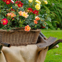Apricot Rose Seedlings Flower Seeds Perennial Growing Bonsai Corms Tubers Potted Planting Reblooming Fragrant Garden Roots Rhizomes Species Blooms Plant Bulbs Gardening Tree