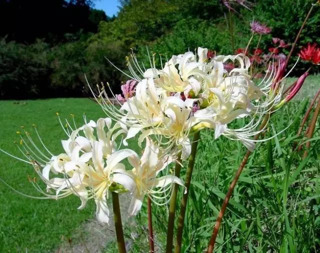 white spider lily flower Perfect White Lycoris Spider Lilies Bulbs Radiata Hurricane Lily Cluster Amayllis Growing Bonsai Roots Rhizomes Corms Tubers Potted Planting Reblooming Fragrant Garden Species Blooms Flower Seeds Plant Gardening
