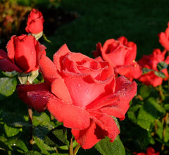 Valentine Rose Seedlings Flower Seeds Perennial Growing Bonsai Corms Tubers Potted Planting Reblooming Fragrant Garden Roots Rhizomes Species Blooms Plant Bulbs Gardening Tree - Seedsplant