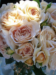 Nothomb Rose Seedlings Flower Seeds Perennial Growing Bonsai Corms Tubers Potted Planting Reblooming Fragrant Garden Roots Rhizomes Species Blooms Plant Bulbs Gardening Tree