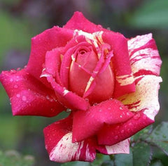 Broceliande Rose Seedlings Flower Seeds Perennial Growing Bonsai Corms Tubers Potted Planting Reblooming Fragrant Garden Roots Rhizomes Species Blooms Plant Bulbs Gardening Tree