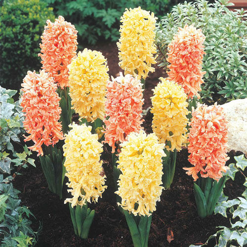 Gipsy Hyacinth Mixture Bulbs Blooms Species Growing Bonsai Roots Rhizomes Corms Tubers Potted Planting Reblooming Fragrant Garden Flower Seeds Plant Gardening