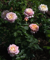 Gloria Dei Rose Seedlings Flower Seeds Perennial Growing Bonsai Corms Tubers Potted Planting Reblooming Fragrant Garden Roots Rhizomes Species Blooms Plant Bulbs Gardening Tree