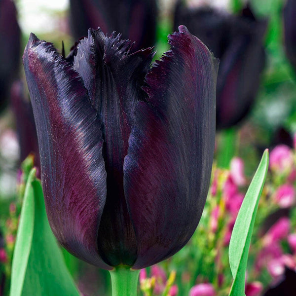 Vincent van Gogh Tulip Bulbs Blooms Species Growing Bonsai Roots Rhizomes Corms Tubers Potted Planting Reblooming Fragrant Garden Flower Seeds Plant