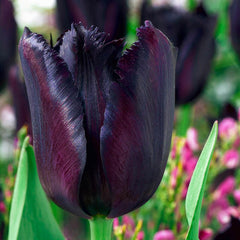 Vincent van Gogh Tulip Bulbs Blooms Species Growing Bonsai Roots Rhizomes Corms Tubers Potted Planting Reblooming Fragrant Garden Flower Seeds Plant