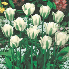Spring Green Tulip Bulbs Blooms Species Growing Bonsai Roots Rhizomes Corms Tubers Potted Planting Reblooming Fragrant Garden Flower Seeds Plant