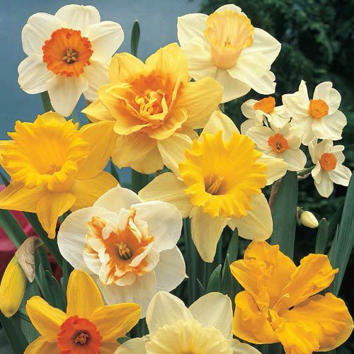 Landscape Daffodil Mixture Narcissus Bulbs Blooms Species Growing Bonsai Roots Rhizomes Corms Tubers Potted Planting Reblooming Fragrant Garden Flower Seeds Plant