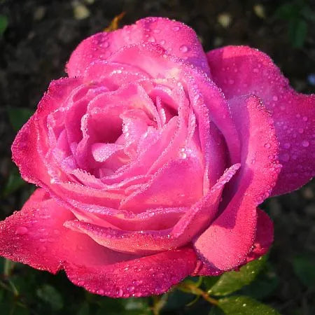 Pink River Rose Seedlings Flower Seeds Perennial Growing Bonsai Corms Tubers Potted Planting Reblooming Fragrant Garden Roots Rhizomes Species Blooms Plant Bulbs Gardening Tree
